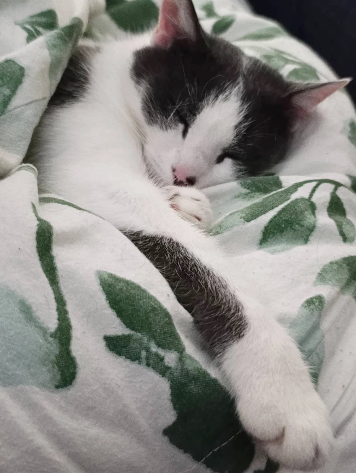 Lena, a grey and white cat, asleep on a leaf print blanket
